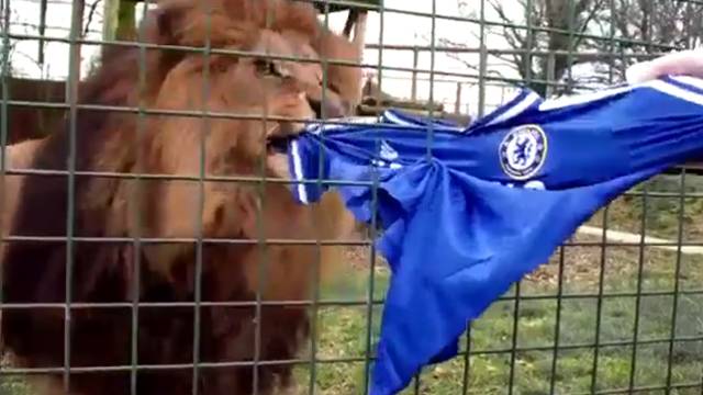 Chelsea forması parçalayan Aslan
